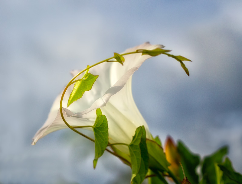 This is an extension of last weeks image with 2 Morning Glory's about to bloom, with this weeks shot of the end product(with a nice vine for accent).&nbsp;