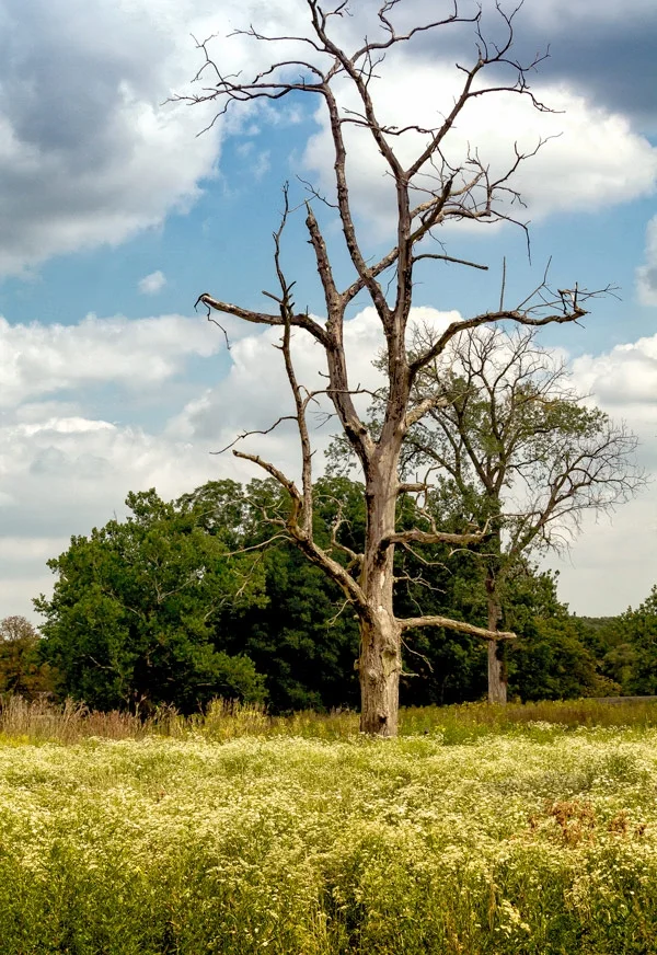 The wild flowers are still outrageous, adding color and beauty to these dog days of summer. Jump on for the ride, and enjoy.