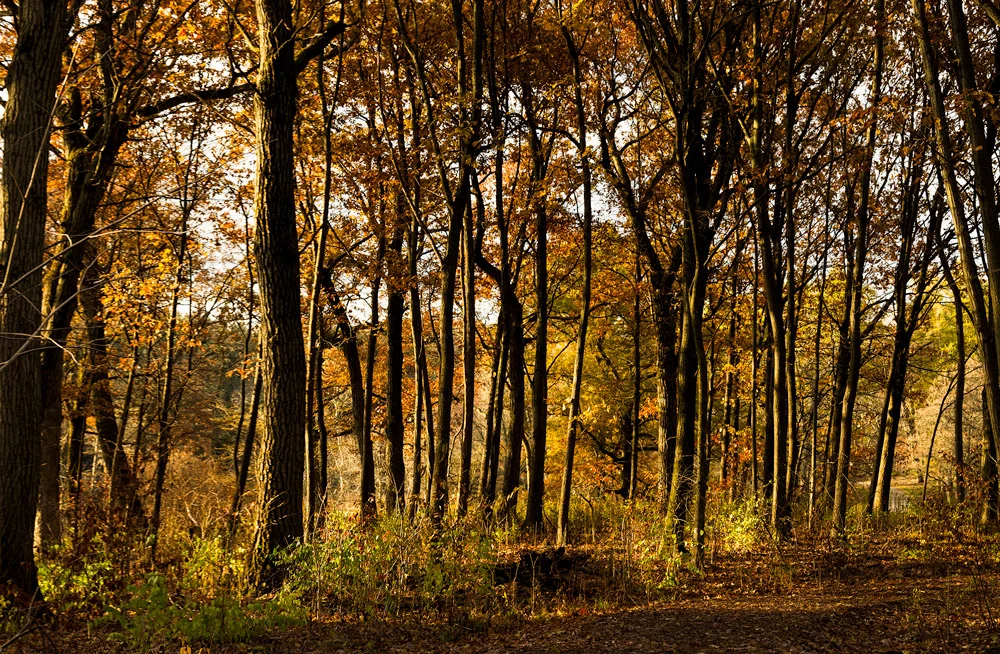 This was taken along a trail at the Morton Arboretum, early one morning, last week.&nbsp;I like all the vertical lines, highlighted by the nice angle that the sunshine is attacking the tree's.I believe one of the reasons that I find this image appea…