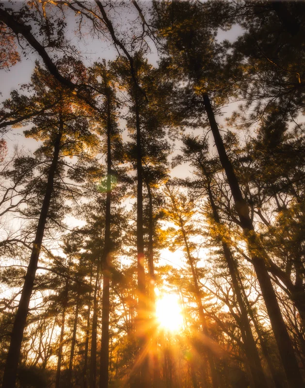 Tall Pines at Sunrise, that kind of tells the story. This was taken at the Morton Arboretum early one morning. I was driving to my normal spot when I spotted this shot. I said to myself (self?) I need a image for my blog and this would work rather n…