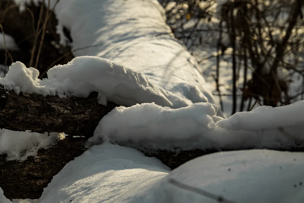 20180119-SnowOnLimbs.jpg