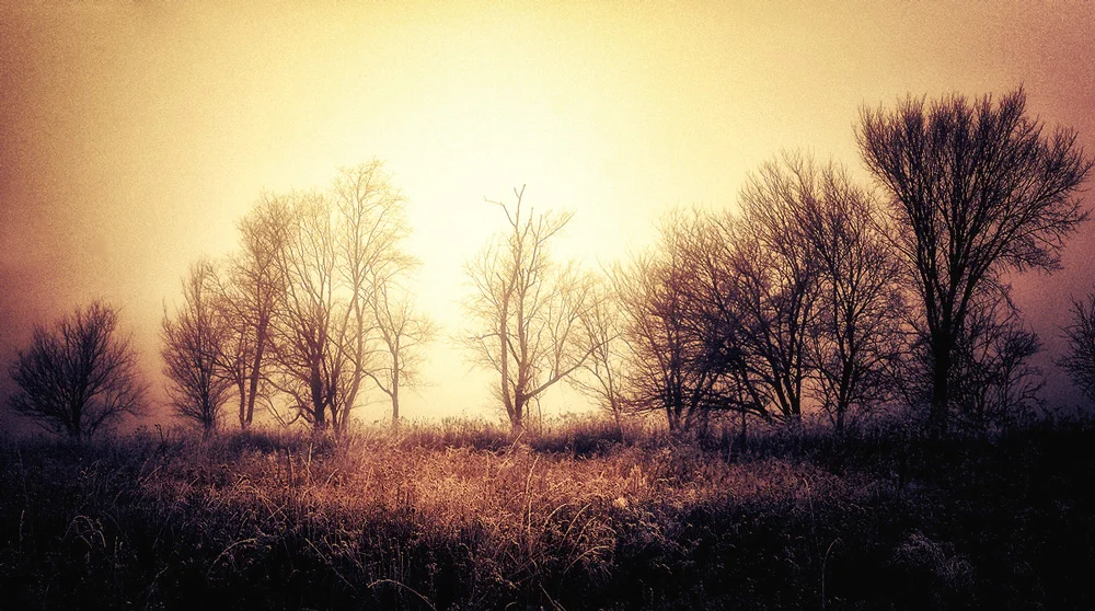 A tree line at the West DuPage Woods. I believe I did most of the post production work on this image on my Ipad, and then brought it into Photo Shop to finish it off.&nbsp;