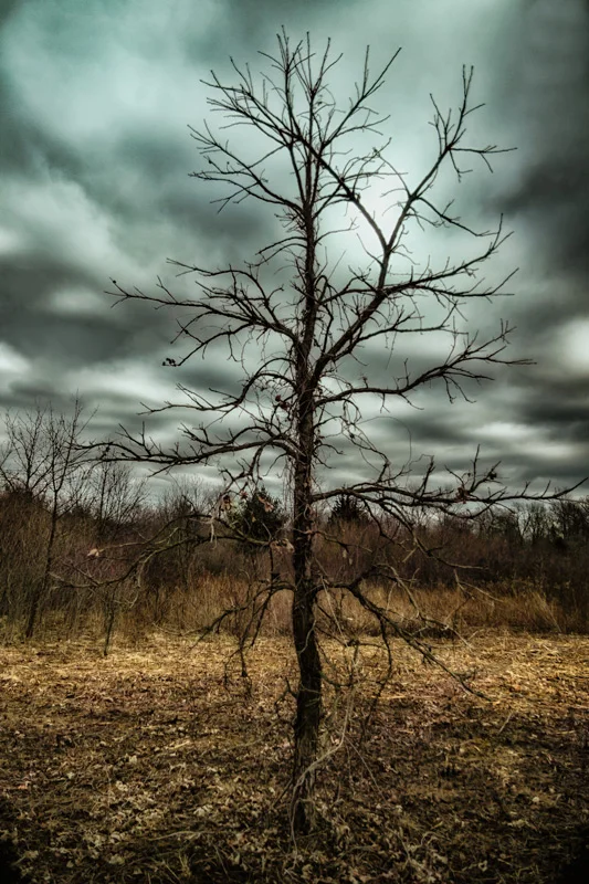 It was a pretty Blue day for photography when I shot this image. The graphics that the tree presented really interested (line,shape, texture)&nbsp;me. Removing it from the background was the part I was worried about. But, all went wel, and I got the…