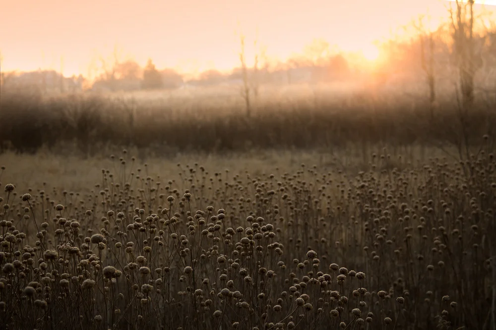 This is a Sunrise, taken at McDowell Grove, on the west side of Naperville. I have intentionally focused sharply on the foreground, letting the focus decrease as it moves into the background. I tried to create the same experience in last weeks image…
