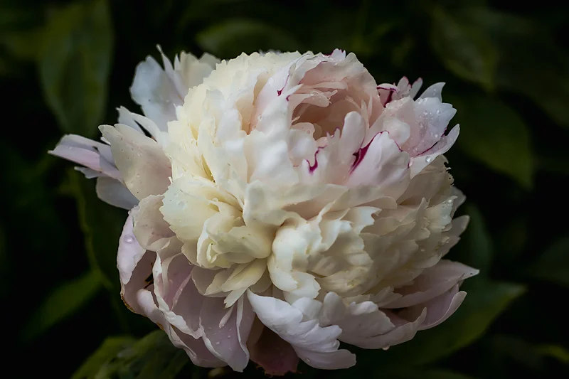 Peonies. Char grows them and I take their photo. It's a splendid arrangement.