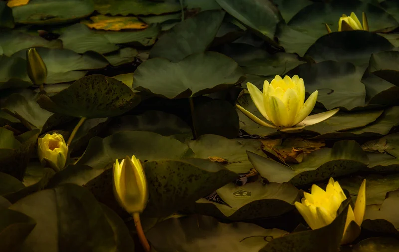 These are a few of the blooms in a small pond at Cantigny Park located in Wheaton IL.