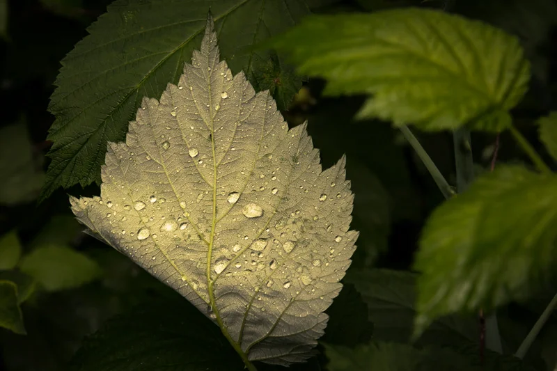 I often wonder what the significance is between the top of the leaf being so green, and the bottom being so pale? Perhaps one side is for heating and the other for cooling? I also wonder how the leaf got bent like it is? ......I also do not believe …