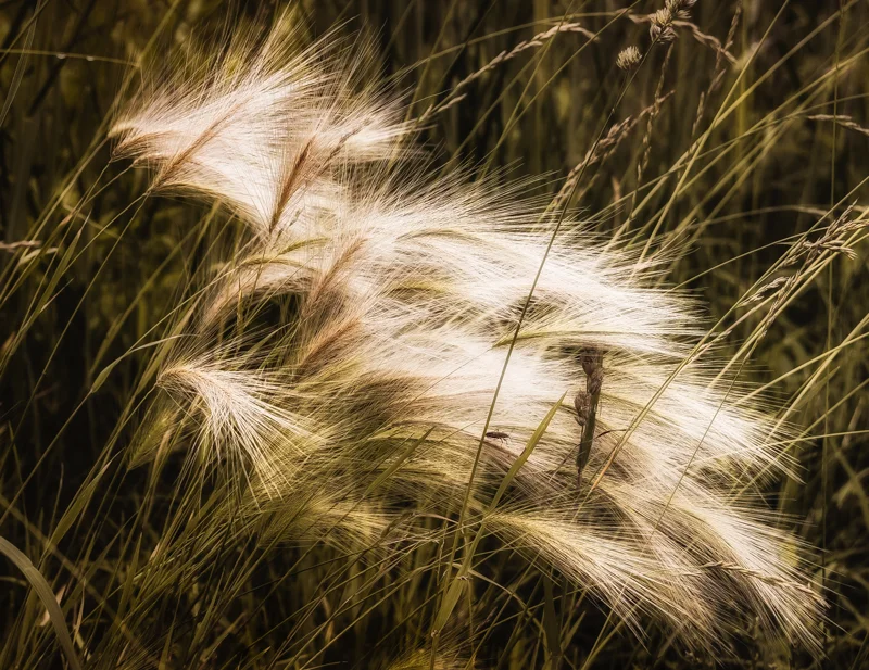 Here is some Prairie Grass that's blowing in the wind at the Saint James Farm.