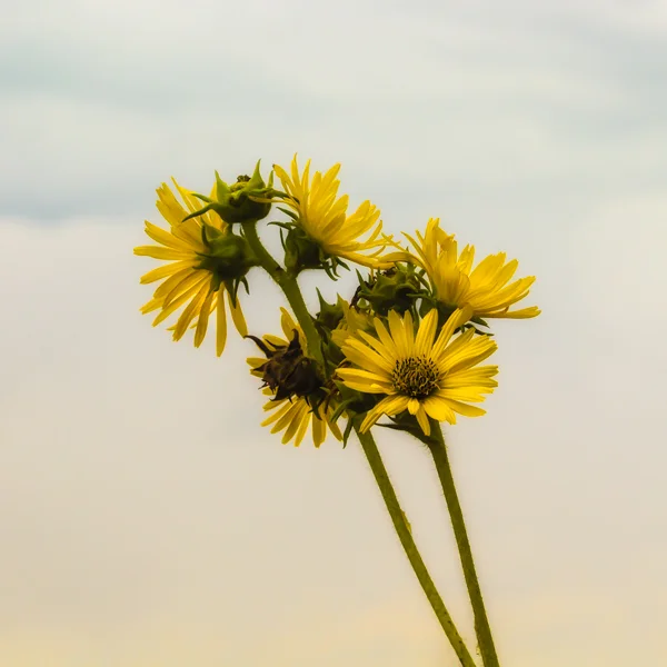 This bouquet of Sunflower's stood head and shoulders above the crowd (seriously) as I looked out onto the Schulenberg prairie at the Morton Arboretum, with the neutral colors of the sky producing a very soft light for the flowers, and a very pleasin…