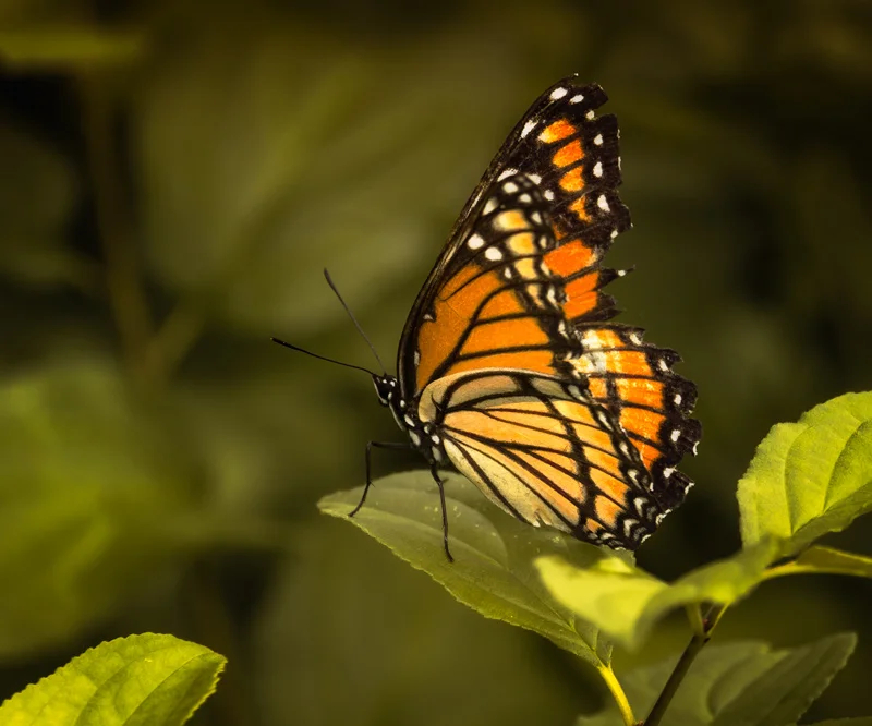 20180817-MonarchBttrfly.jpg