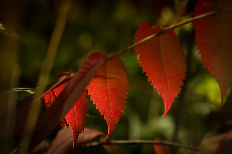 How is this for a little color on a October morn? It isn’t that colorful yet but it’s lyin’n in the weeds (leaves). We just need a few cold nights to kick start the process and then we can Rock and Roll with the camera.