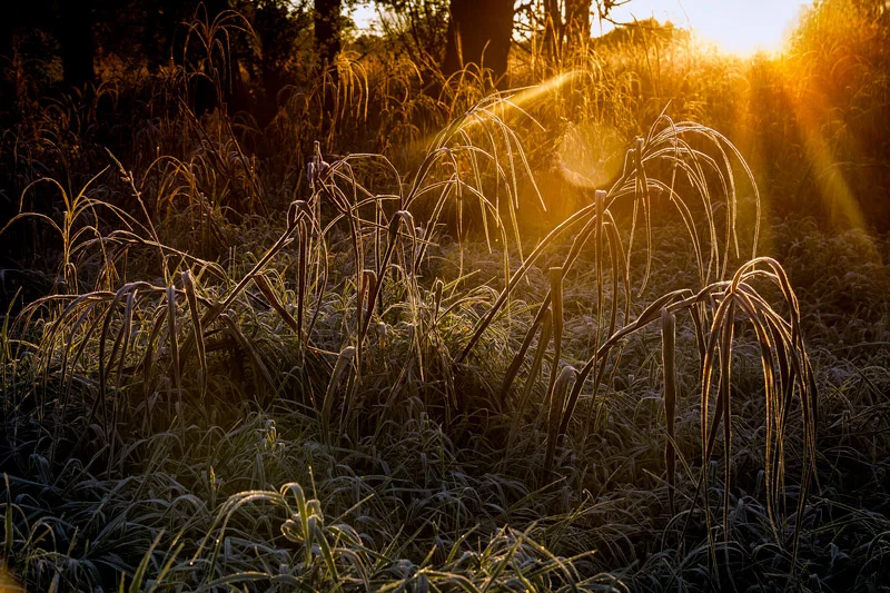Sunlight, beaming it’s way across the marsh, on an early fall morning. With a few sunspots that I couldn’t avoid. This was at Lincoln Marsh in Wheaton Il.