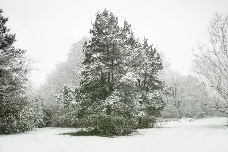 20181117-SnowyPines.jpg