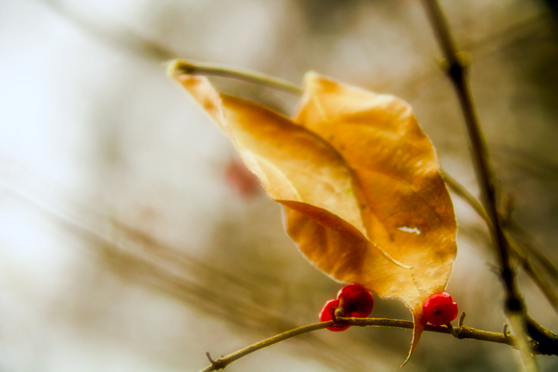 20181221-LeafBerries222.jpg