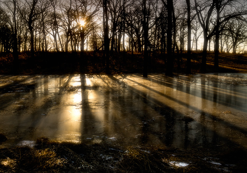 “Sunshine came softly through my……. Tree Line today” (Donovan, 1966). Anyway, enough folk rock, this was taken over at the Morton Arboretum,one cold February morning, with Sunshine Superman beaming brightly.