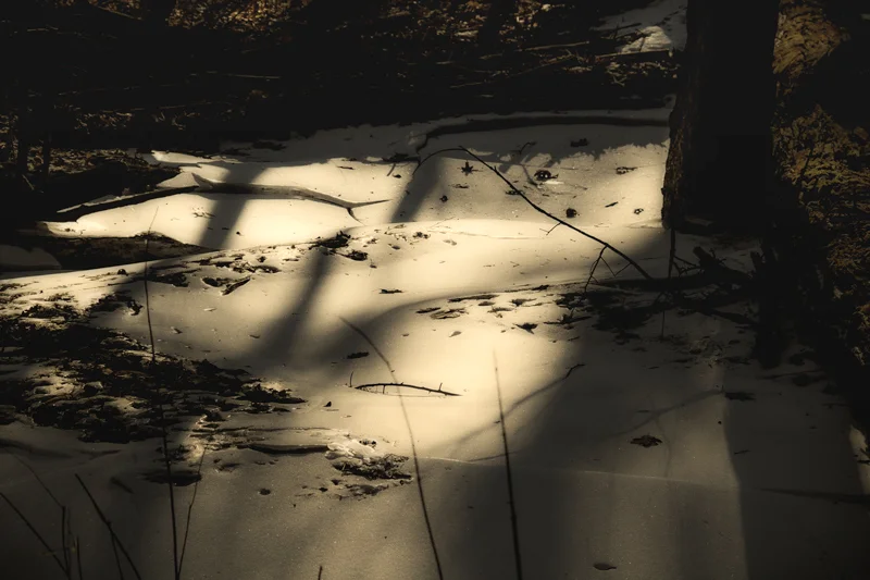 A little spot at the Morton Arboretum, with the leaves and twigs melting through the snow…… A little more melting and a little less snow sounds very attractive to me.