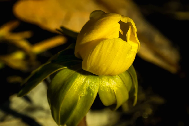 This little yellow dandy was just waiting for me to take it’s picture. Located at the Contigny Park. I don’t know if these flowers have sprouted from the ground or perhaps been transplanted but they represent a vanguard of color just about to appear…