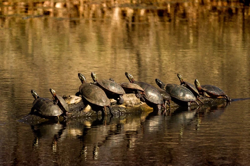 A bale of turtles are enjoying the spring sun. And trying to understand why they belong to a “bale”.