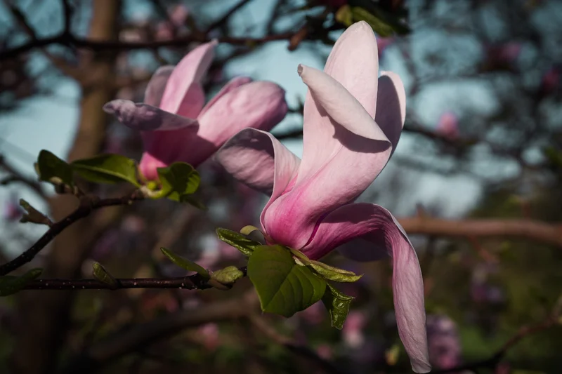 Spring has sprung and so have the Magnolia trees. I found this guy over at the Morton Arboretum, just before our last (I hope), snowfall.