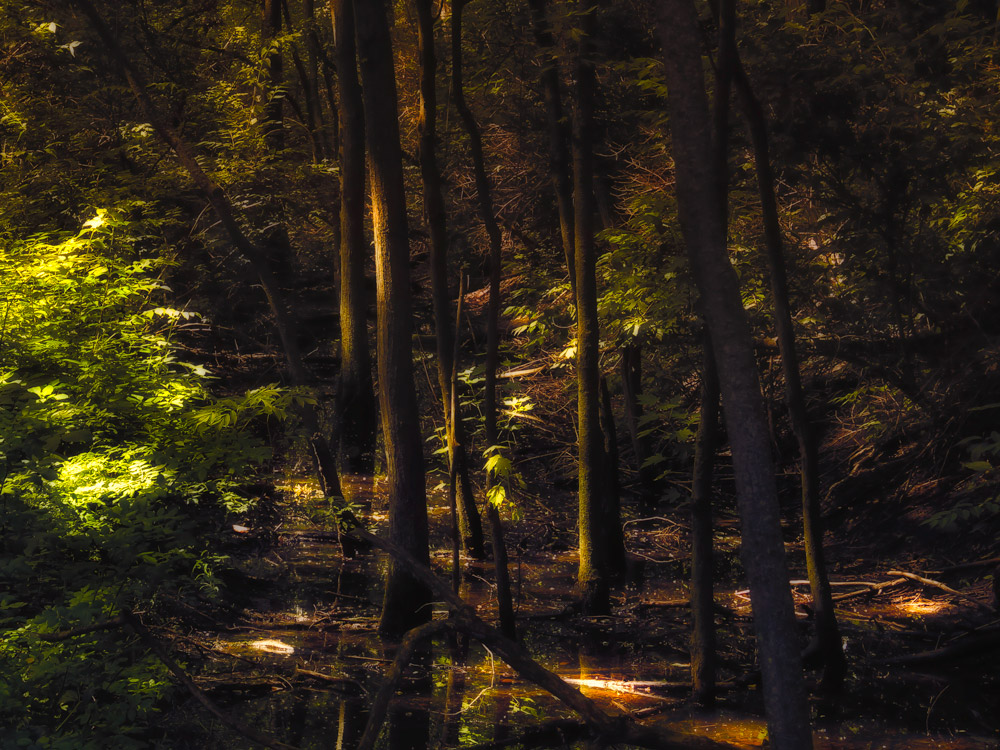 This was taken at Herrick Lake, which I was traveling, when I spied this shot which contained such great highlights and shadows, I did massage the colors a bit to create a more amazonian effect which, I think, adds a lot of warmth and feeling to the…