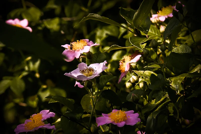 I came across these wildflowers at the Oakhurst Forest Preserve located a half mile or so, west of the Fox Valley Mall. This was my first visit but I plan to return on a more pleasant day, it was so damn hot!