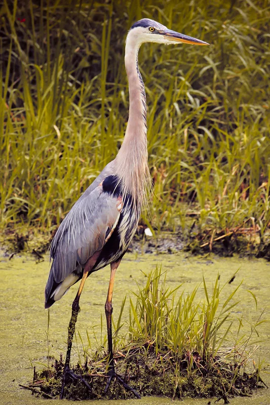 I caught this guy over at the Herrick Forest Preserve. He was a rather vain “Great Blue Heron”.He just stood there and let me take image after image (all the same). Anyway, he thanked me for visiting and I was on my way.