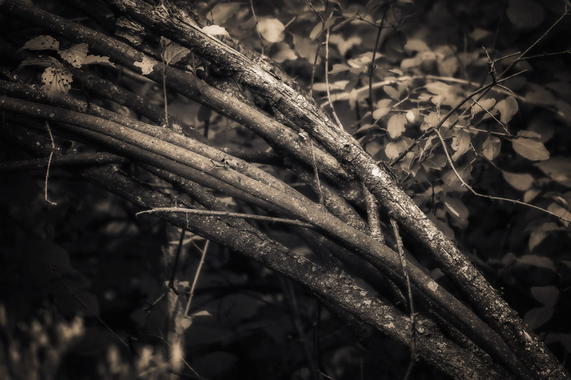 It has been a while since I published a black and White image, so when I came upon this shot I couldn’t resist. I tilted my camera when I took the shot, then cropped it (in computer) to finish the scene. I think that the diagonal lines which the twi…