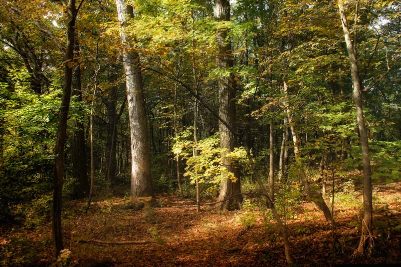 This is another shot from Hitchcock Woods, still some nice light over there.