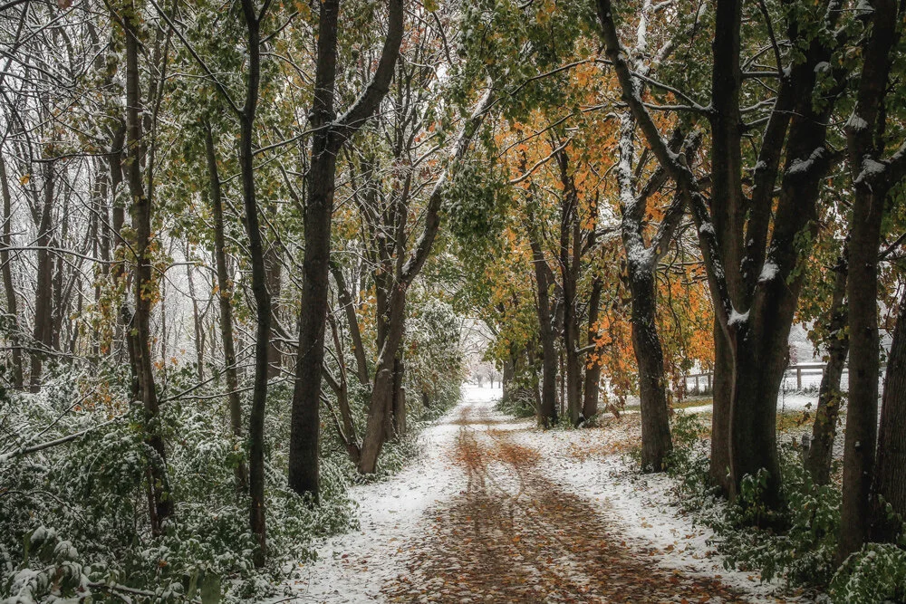 The first snow of the season, Oct.2019. This is a trail that runs along one of the horse corrals at the Danada Equestrian Center.