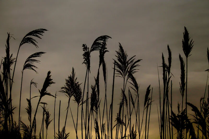 Oakhurst Forest Preserve supplied this scene, which offers a nice silhouette of these Phragmites that surround part of the lake, located just west of the Fox Valley MALL..
