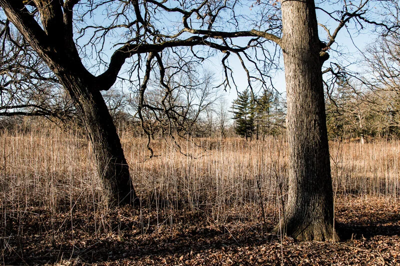 I just happened across this scene of two trees swing’n to the tunes of Glen Miller. I’ll let you compose the image.