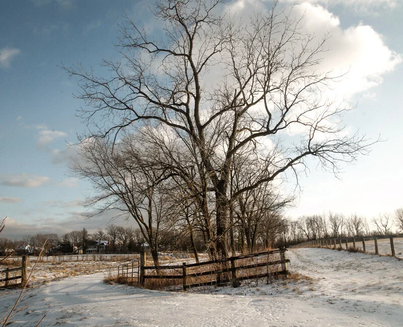 This is my secret place for photographs I like. The fences trees and prairie grass generally add up to a nice Image. I look for a little deeper snow on my next one. By the way, this is the Danada horse farm.