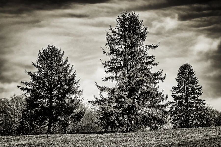 20200223-3-Trees.jpg
