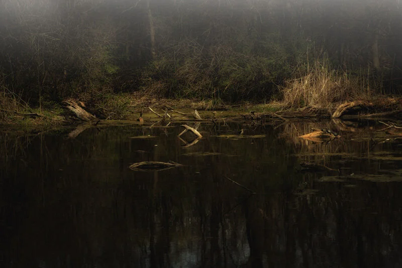 This is from Oldfield Oaks, it’s a small preserve just a little on the north side of Argonne Labs. If you look closely, there are 3 turtles trying to catch a few rays.