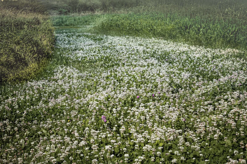 The Swirling river of Clover, as it passes along  the broad Midwest plains of this nation.  Awe, but I wax poetic, and I just happened to take the path that leads to  Danada farm, were I was fortunate enough to capture this Image.
