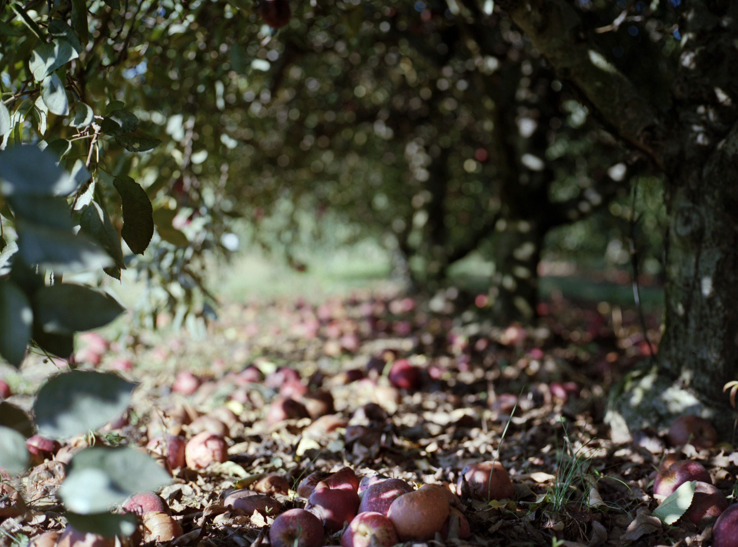 Mooresville, Autumn