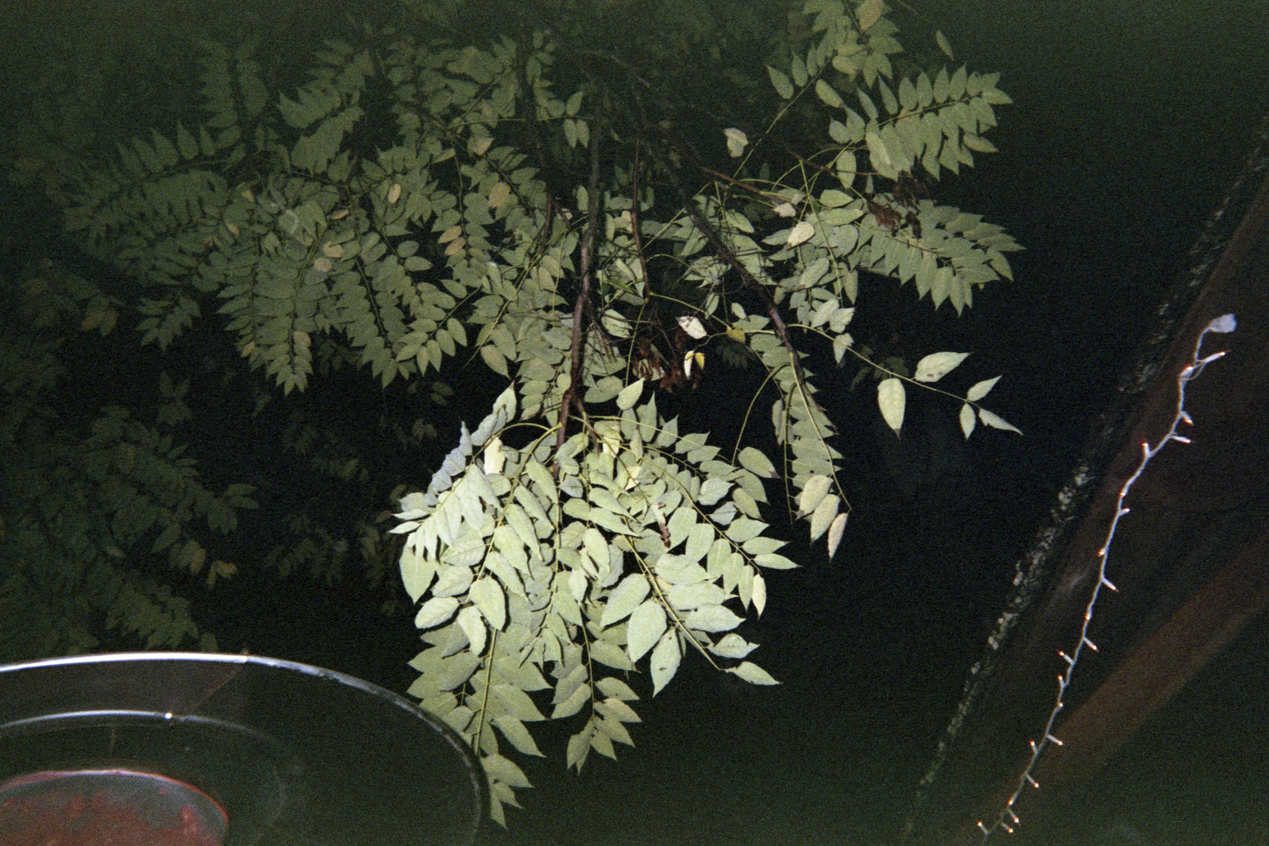Jake's, Columbia, Autumn