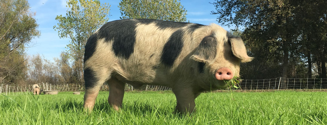 massa-hog-banner.jpg
