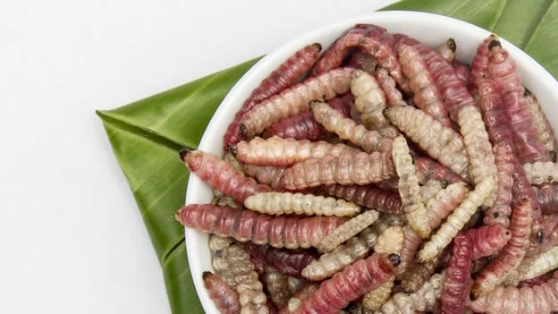 ¿por qué los niños de diferentes culturas se alimentan de una amplia variedad de alimentos?