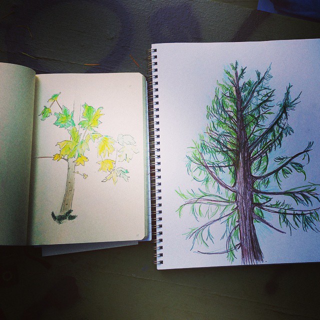 Bernard and I went to Mt. Tabor last weekend to draw trees. 