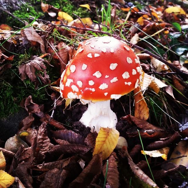 I saw this on my walk the other day. 