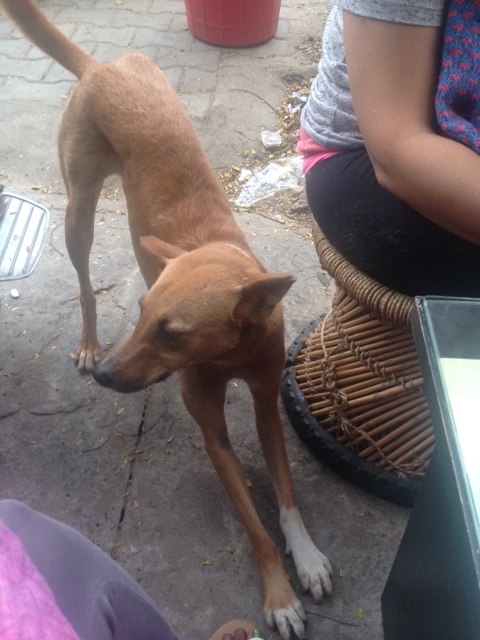 Handsome here hanging with us while we grab a quick lunch at a outdoor cafe