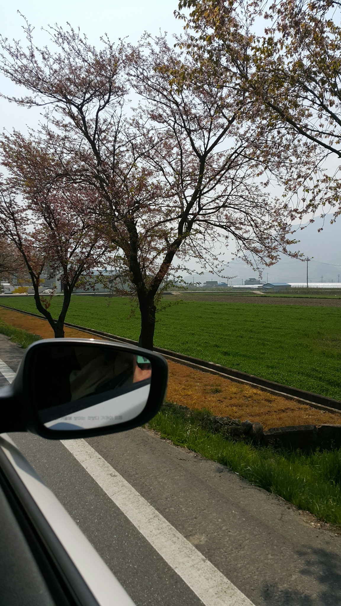 the beginning blooms of spring