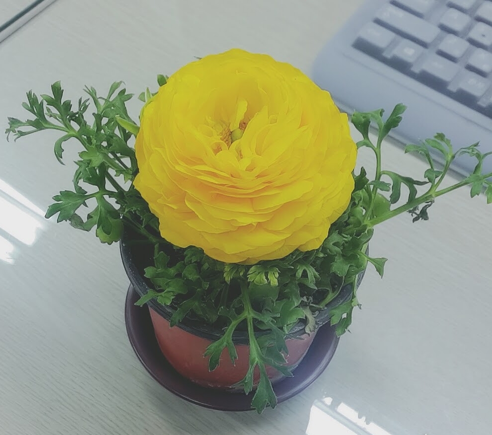 last spring, I called her hope. she seems more fitted for this spring.