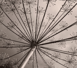 Plant-showing interconnectedness.jpeg