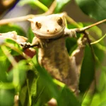 gecko