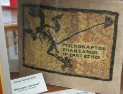 Copy of Microraptor Zhaoianus