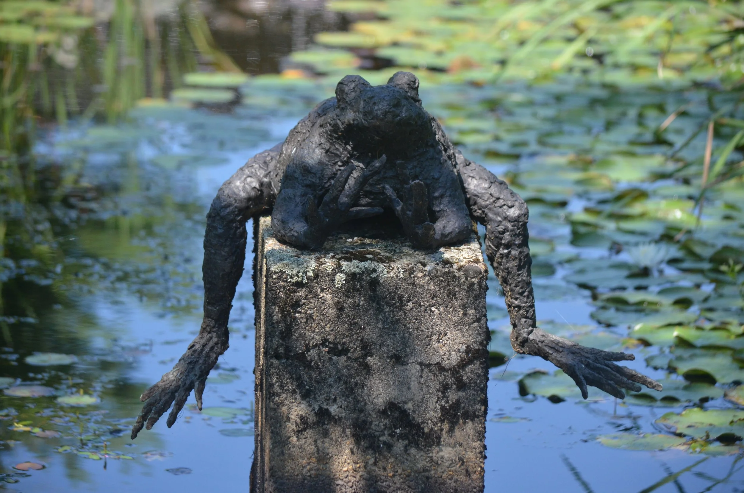 "Splash" by Linda Hoffman –– Old pond – frog jumped – splash of water (Basho)