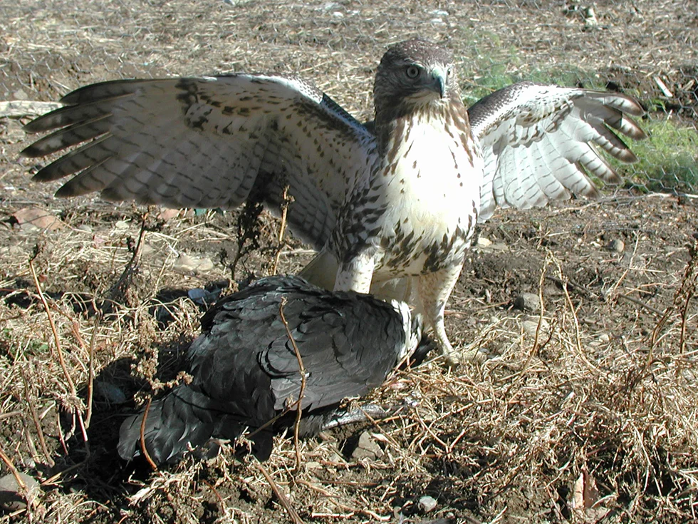 0open wingsLR.jpg