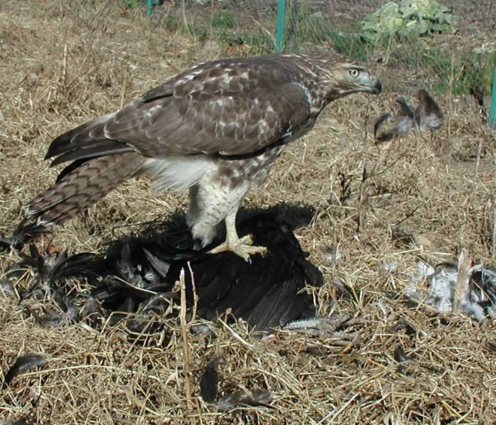 5Fying feathersLR.jpg